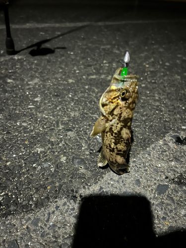 タケノコメバルの釣果