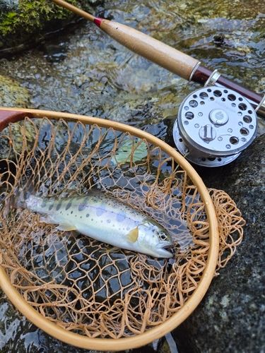 ヤマメの釣果