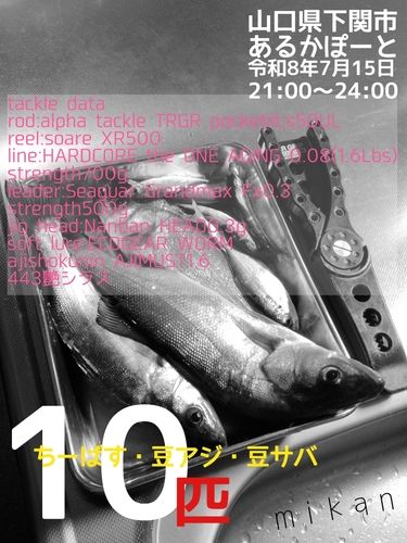 アジの釣果