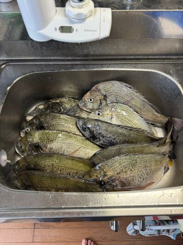 チヌの釣果