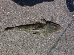 イネゴチの釣果