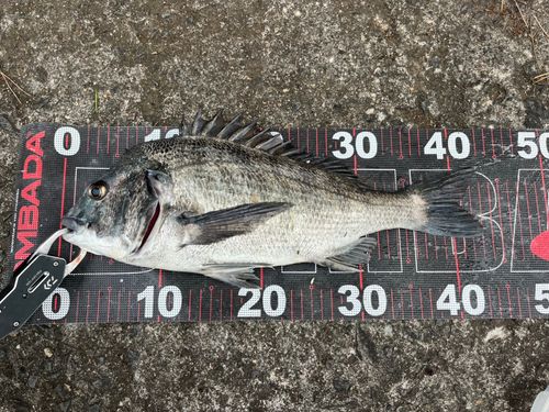 チヌの釣果