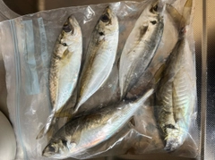 マアジの釣果