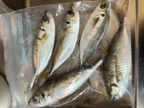 マアジの釣果