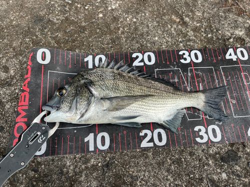 チヌの釣果