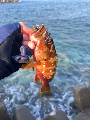 アカハタの釣果