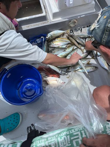 ホウボウの釣果