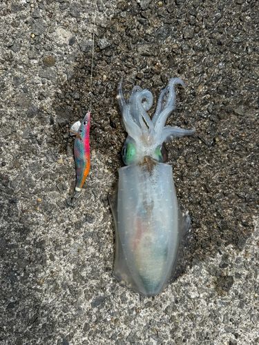 アオリイカの釣果