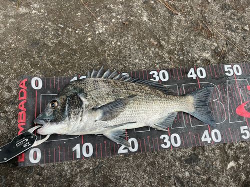 チヌの釣果