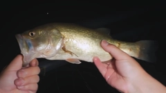 ラージマウスバスの釣果