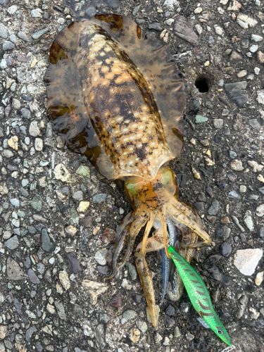 アオリイカの釣果