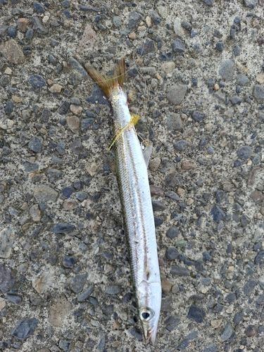 カマスの釣果