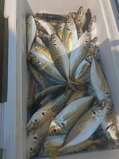 マアジの釣果