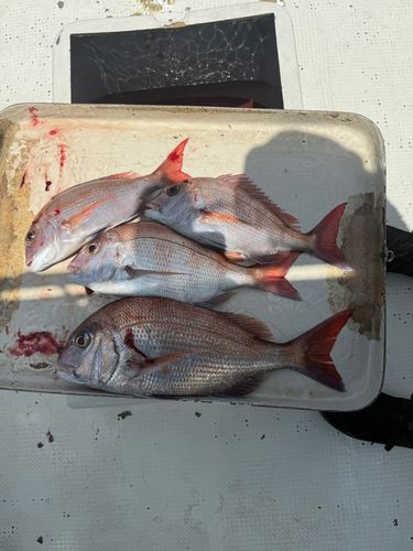 タイの釣果