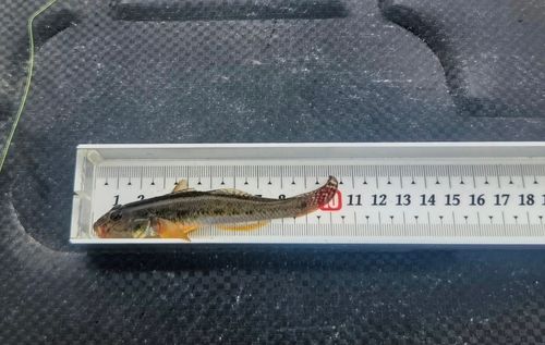 マハゼの釣果