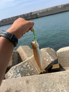 エソの釣果