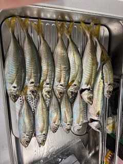 アジの釣果