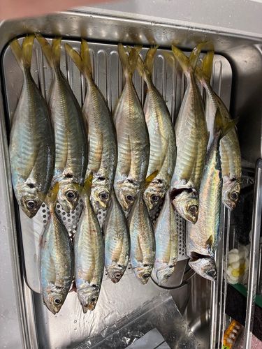 アジの釣果