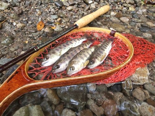 ヤマメの釣果