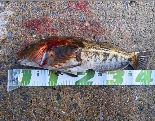 アイナメの釣果