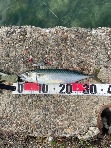 サバの釣果