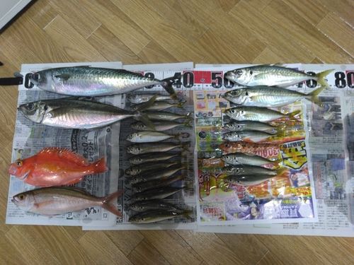 マサバの釣果