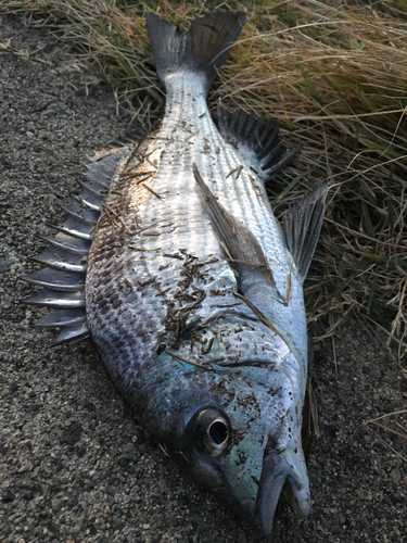 チヌの釣果