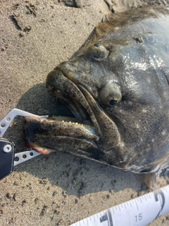 ヒラメの釣果