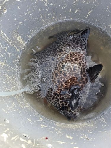 イシガキダイの釣果