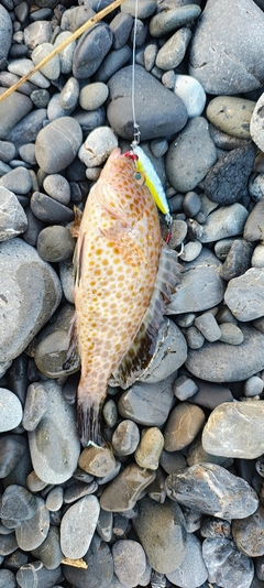 オオモンハタの釣果