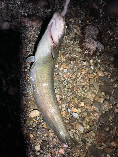 ナマズの釣果