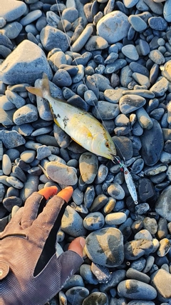 ショゴの釣果