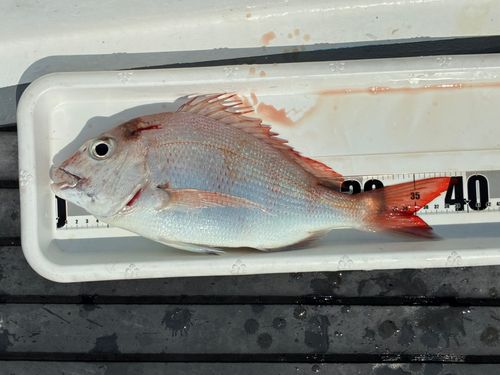 マダイの釣果