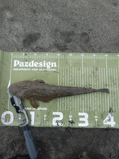マゴチの釣果