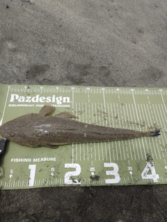 マゴチの釣果