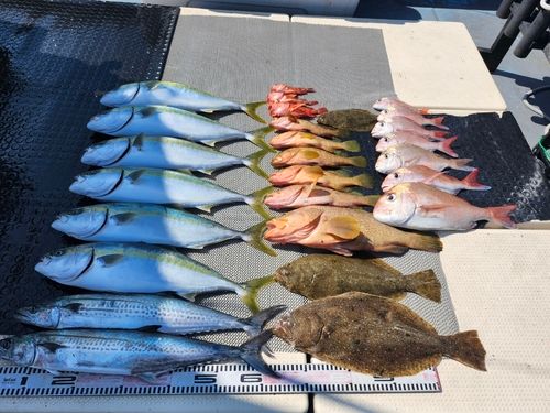 ヒラメの釣果