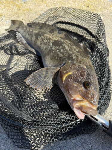 アイナメの釣果