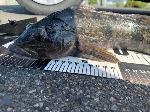 アイナメの釣果