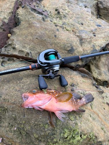 アコウの釣果