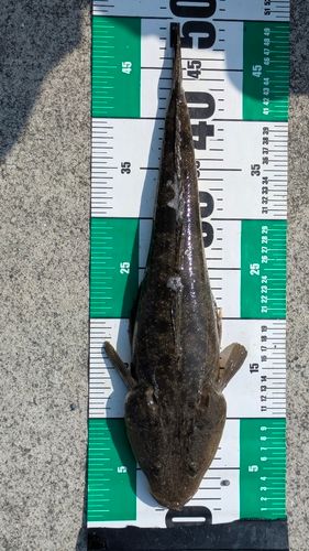 マゴチの釣果