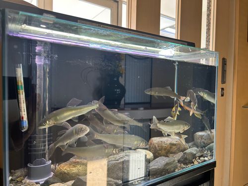 アユの釣果
