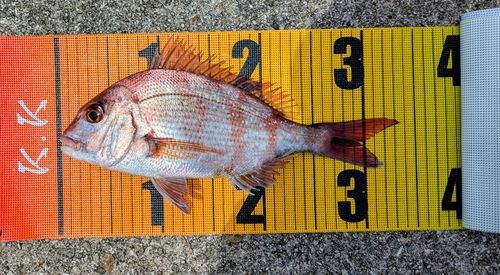 マダイの釣果