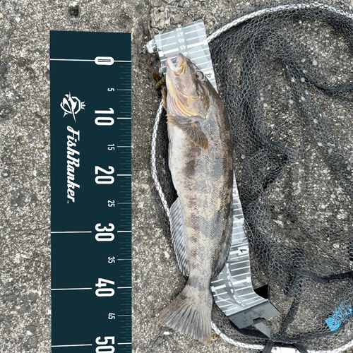 アイナメの釣果