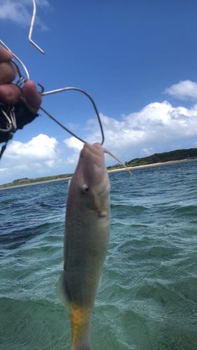 オジサンの釣果