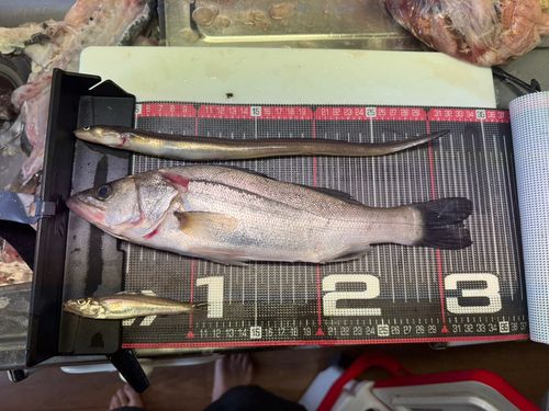 ハネ（ヒラスズキ）の釣果