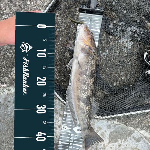 アイナメの釣果