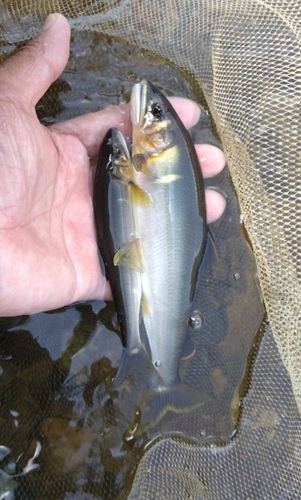 アユの釣果