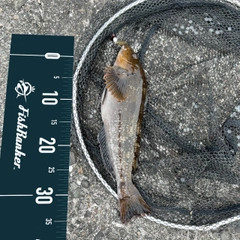 アイナメの釣果