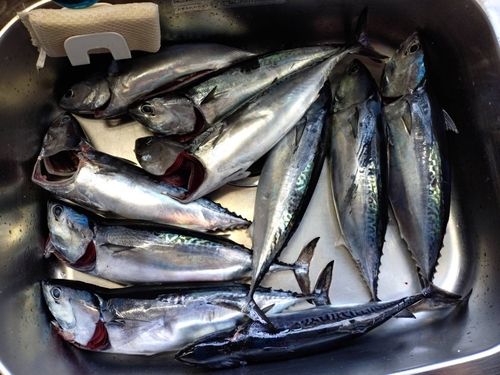 マルソウダの釣果