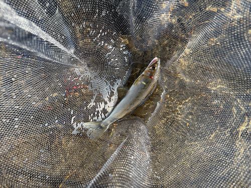 アユの釣果